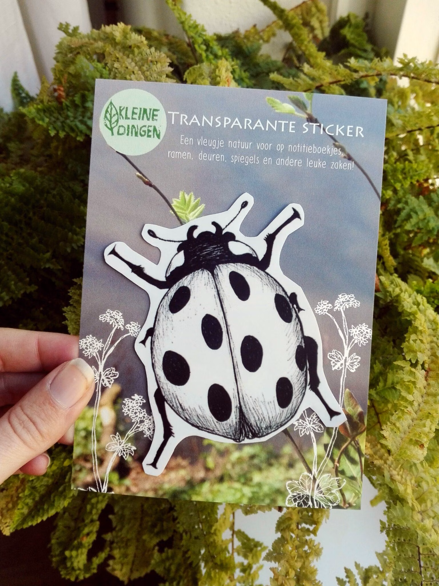 Transparante sticker lieveheersbeestje